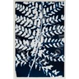 Blue Fern - cyanotype photography