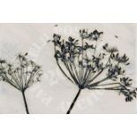 Fennell Seed Heads - clay/ceramic tile