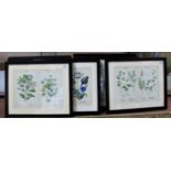 A set of seven framed 19th Century botanical engravings including coloured winter flowers,