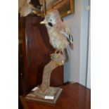 Taxidermy Study of a Jay