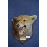 Taxidermy Fox Head - Stevenson Hounds 1931