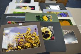 Thirty-Three Mounted Wildflower Photographs