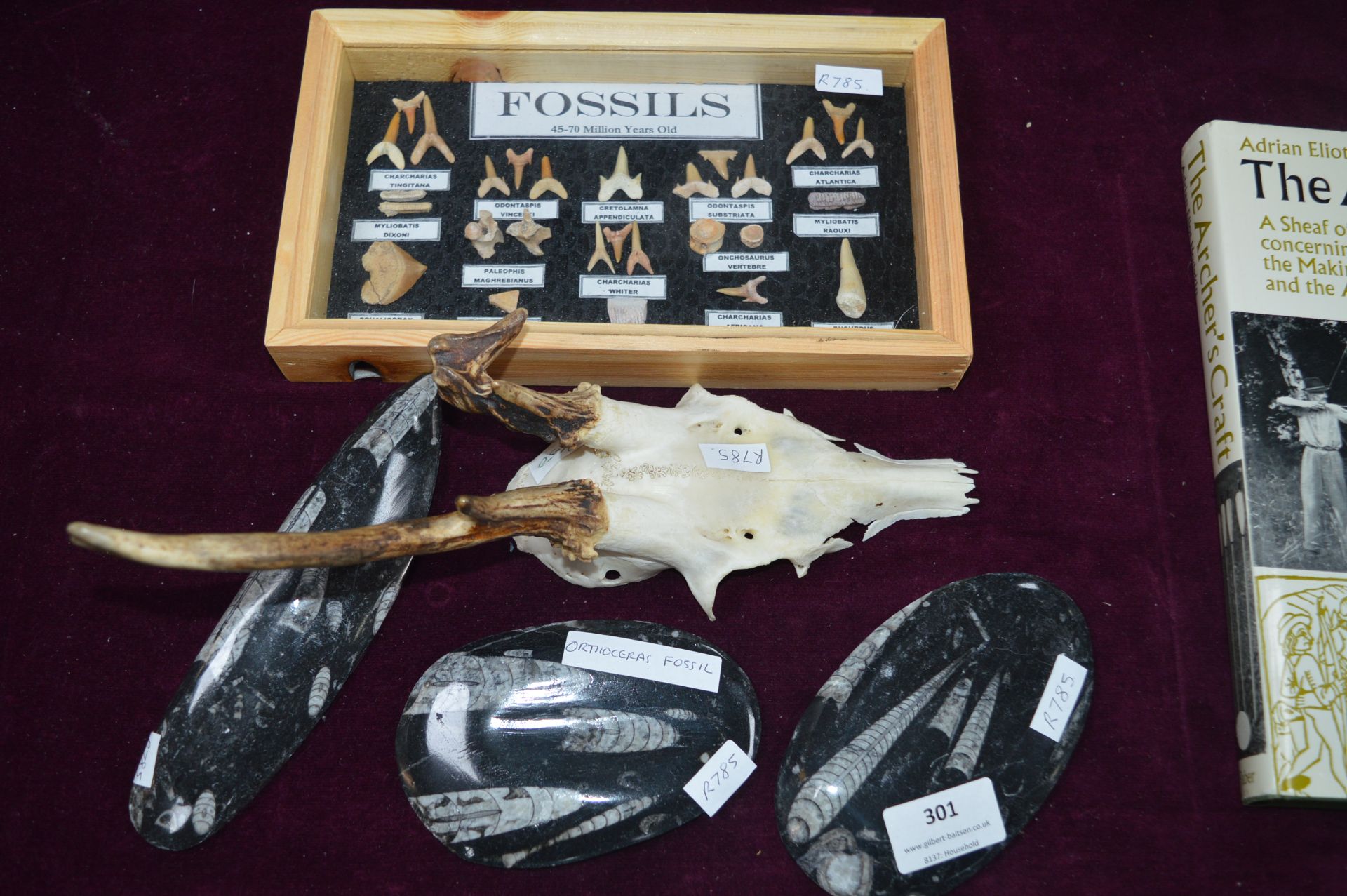 Collection of Fossils, etc.