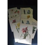Botanical Prints and Reprints