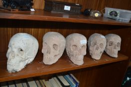 Five Plaster Skulls