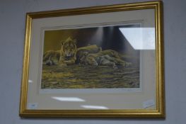 Signed Limited Edition Print by Stephen Gayford - Sleeping Lion