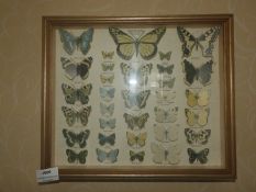 *Framed Collection of British Butterflies