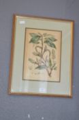 Framed Botanical Print