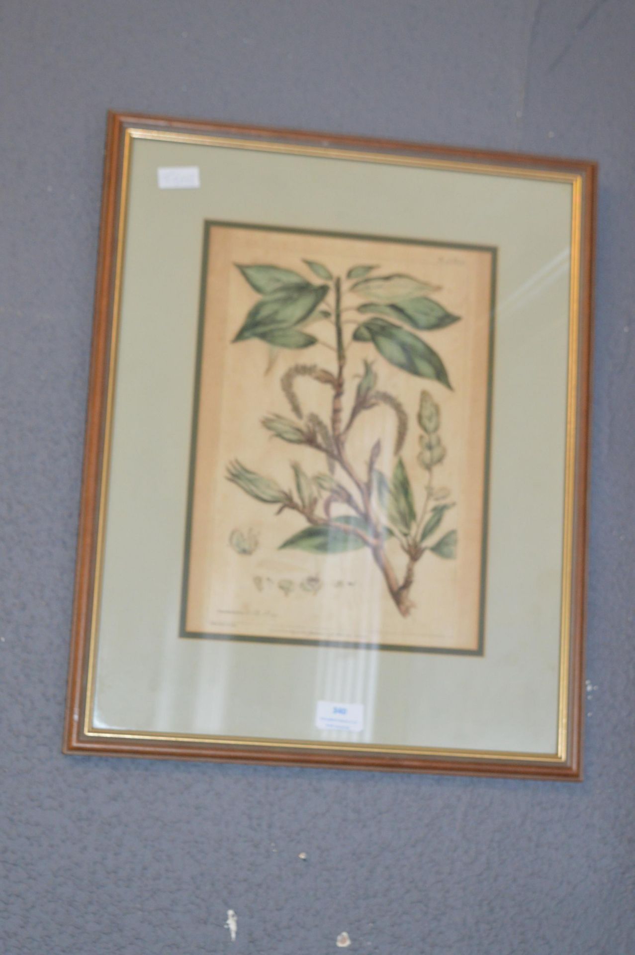 Framed Botanical Print