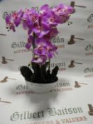 *Orchid Assortment in Pot