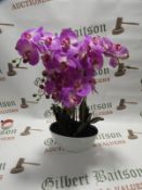 *Orchid Assortment In Pot