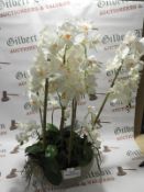 *White Orchid In Bowl