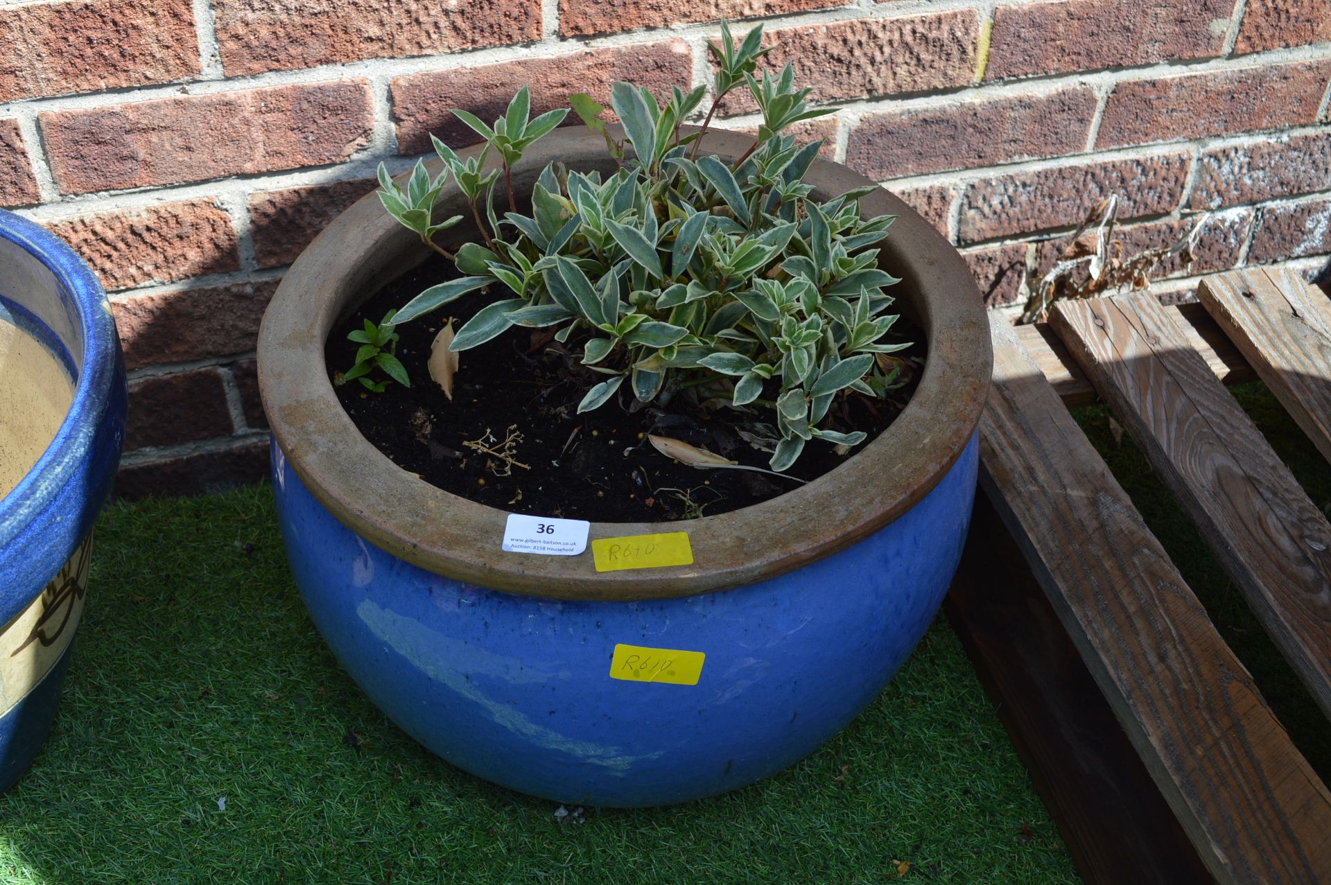 Blue Garden Planter with Shrub