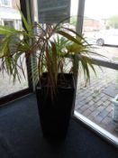 *Fern Plant in Square Pot