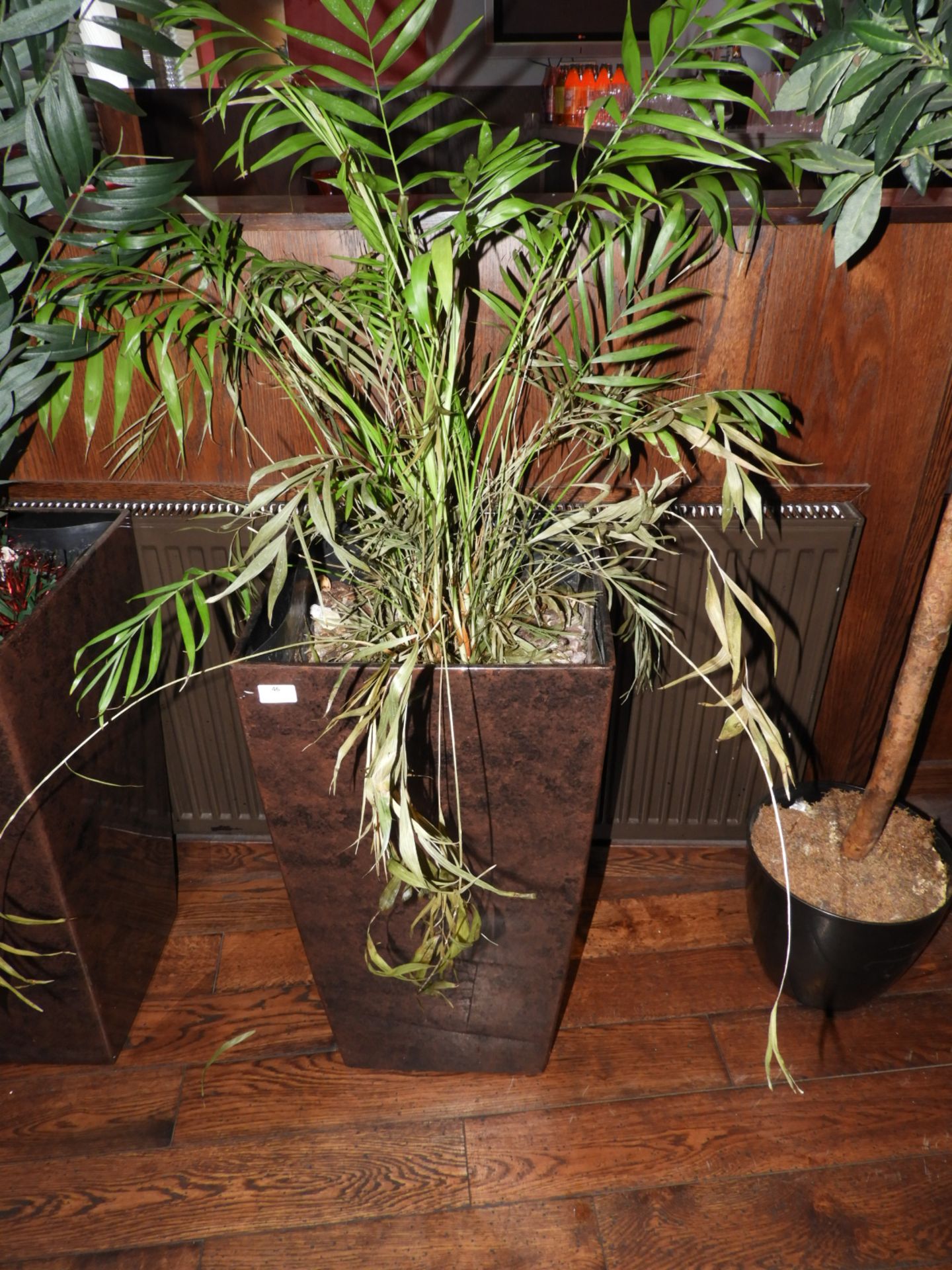 *Grass Plant in Square Acrylic Pot