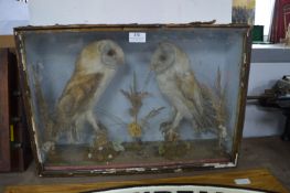Taxidermy Study of Two Barn Owls in Glass Case