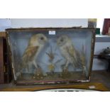 Taxidermy Study of Two Barn Owls in Glass Case