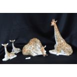 Four Russian Giraffes