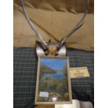 Johnstone Collection: Oil Painting of Eileen Doran Castle, and a Mounted Pair of Antlers