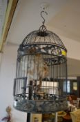 Owl in a Cage