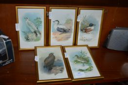 Five Vintage Framed Bid Prints