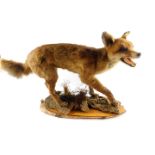 Taxidermy. A figure of a fox, modelled standing, head raised, mounted on a naturalist wooden base,