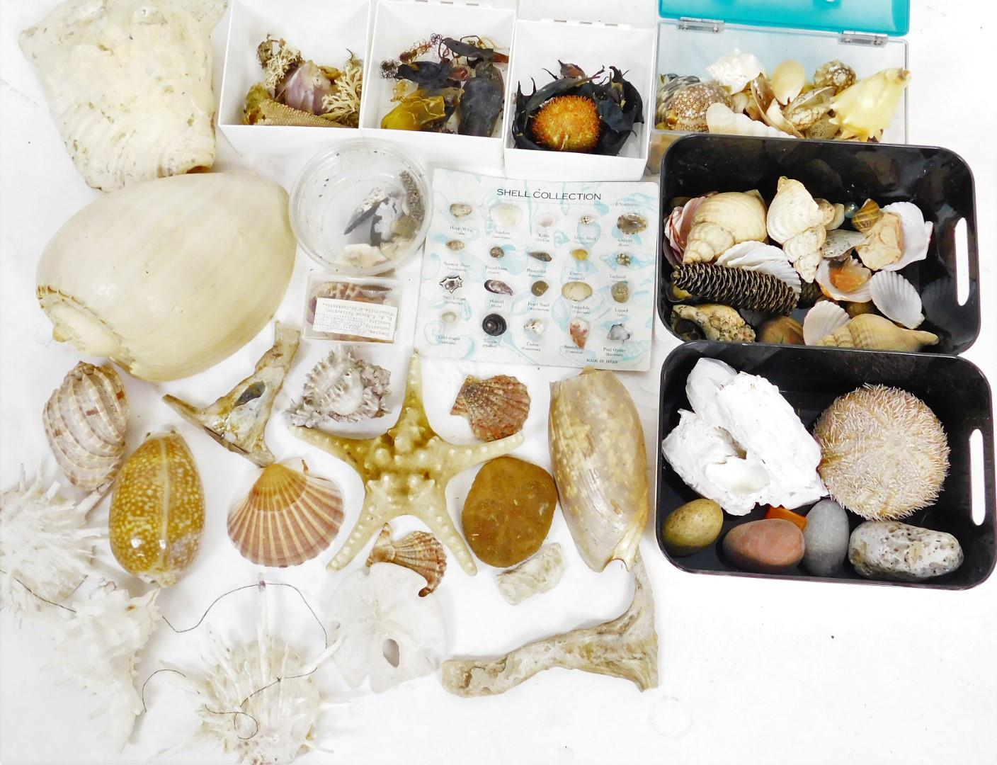 Various shells, sea life, crustaceans, large type shell, 23cm W, various other shell collections on