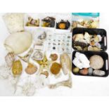 Various shells, sea life, crustaceans, large type shell, 23cm W, various other shell collections on