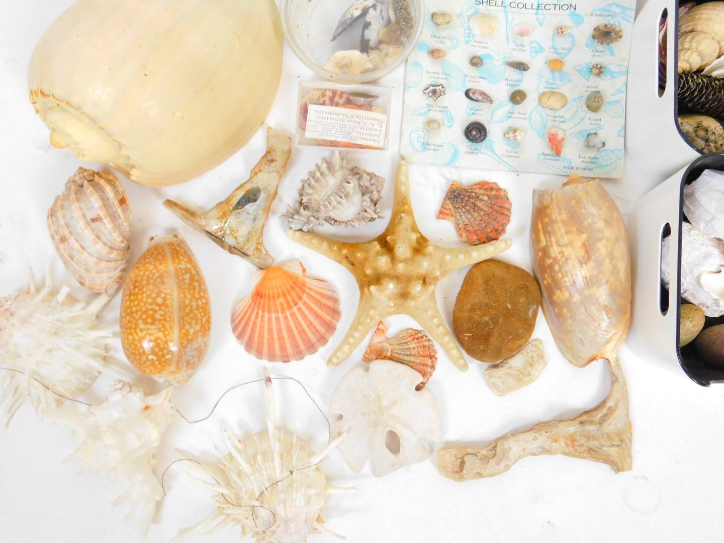 Various shells, sea life, crustaceans, large type shell, 23cm W, various other shell collections on - Image 2 of 4