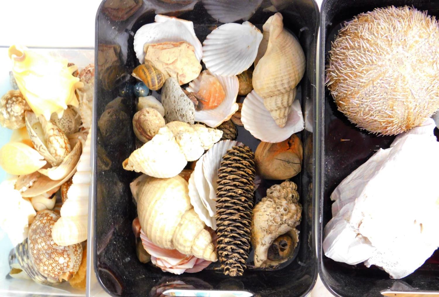 Various shells, sea life, crustaceans, large type shell, 23cm W, various other shell collections on - Image 3 of 4