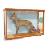Taxidermy. A figure of a standing fox, raised on a wooden plinth base, in a glazed oak case, case