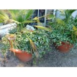 Two plastic planters, planted with European fan palms and English trailing ivy.