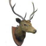 A taxidermied stags head, with five point antlers and oak shield, 87cm high.