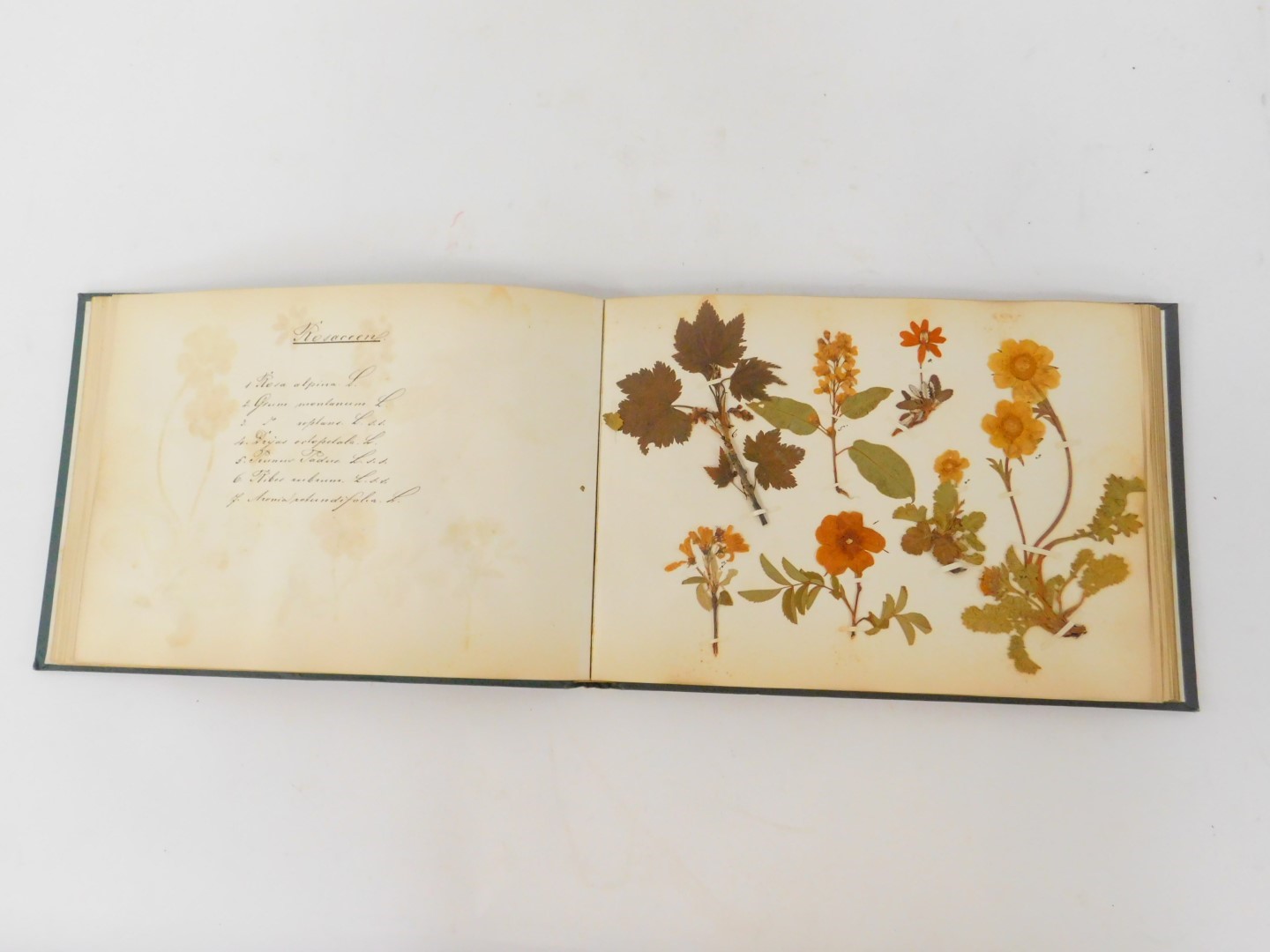 A Victorian album, in green cloth with gilt decoration, containing a collection of botanical pressed - Image 3 of 4