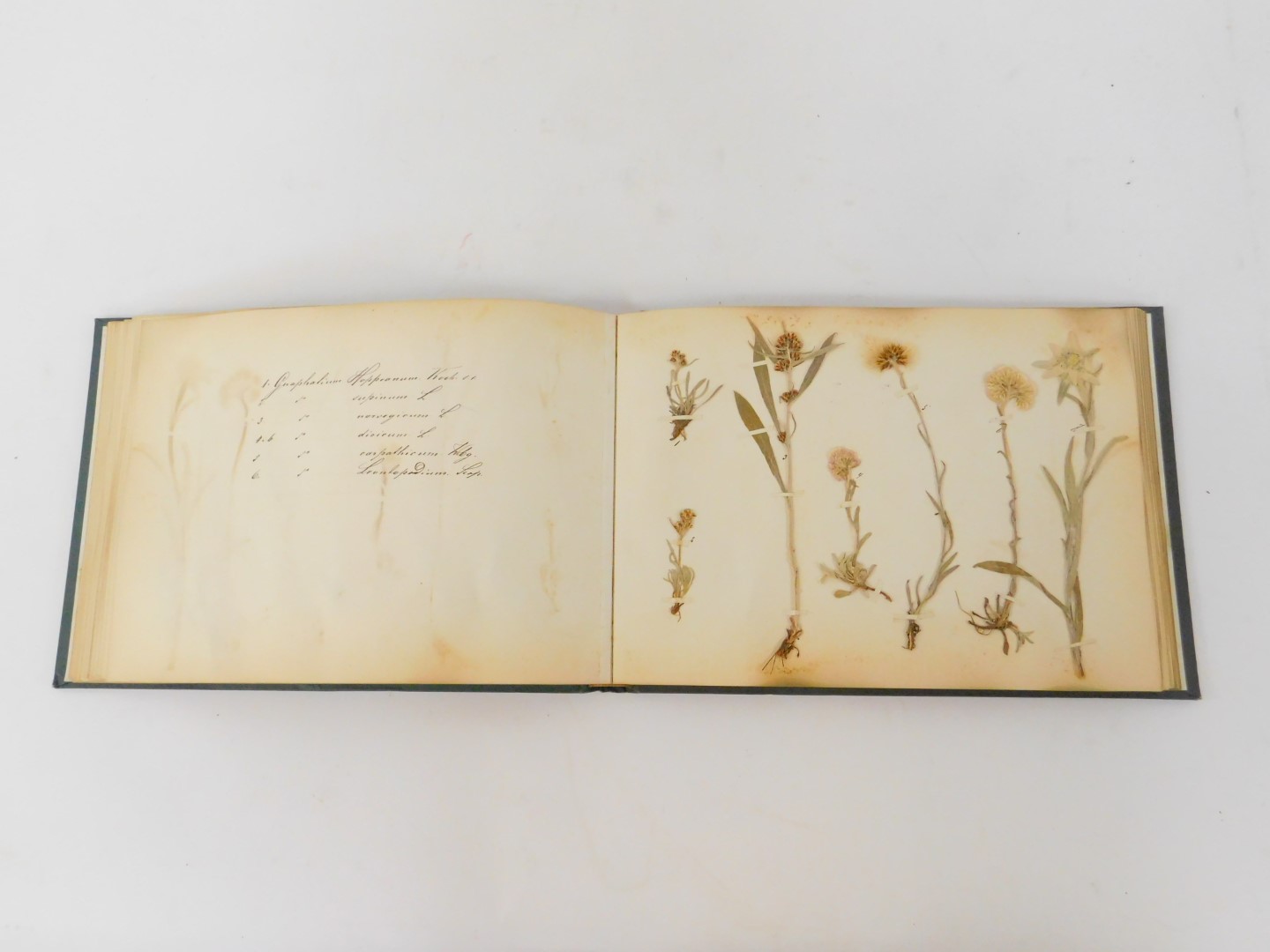 A Victorian album, in green cloth with gilt decoration, containing a collection of botanical pressed - Image 4 of 4