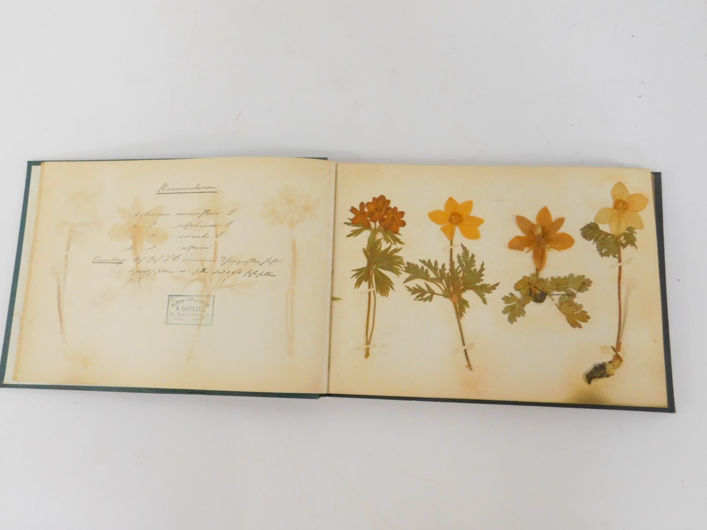 A Victorian album, in green cloth with gilt decoration, containing a collection of botanical pressed - Image 2 of 4
