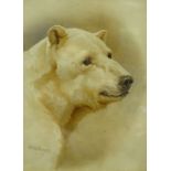 Helena J. Maguire (1860-1909). Study of a polar bear, watercolour, signed, 38cm x 28cm.