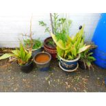 Seven glazed plant pots, together with two wrought iron stands. (9)