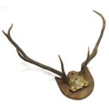 A pair of three and five point antlers, with shield mount, 76cm wide.