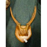 A set of mounted antlers.