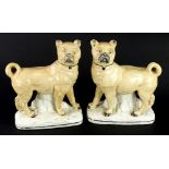 A pair of mid 19thC Staffordshire pottery pugs, each on a rectangular base, 24cm high. (AF)