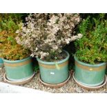 Three ceramic planters with shrubs, of cylindrical form.