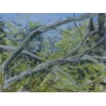 *Noreen Grant (British). Tree Branches, pastel, 36cm x 45cm.Provenance: Louise Pickering Fine Art.