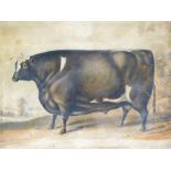 The Thorney Prize Ox. A 19thC print, with title, 44cm x 59cm. (AF)