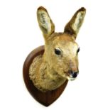 A 20thC taxidermy specimen doe head, on an oak shield back, 53cm high.