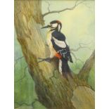 •John Lewis Fitzgerald (b.1945). Study of a Greater Spotted Woodpecker on a tree trunk, watercolour