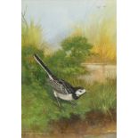 •John Lewis Fitgerald (b.1945). Study of a Pied Wagtail on the banks of a pool, watercolour with bod