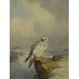 •John Cyril Harrison (1898-1985). A study of a Gyrfalcon, perched on a rock in a winter highland la