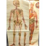 Two J Teck anatomical posters for The St John Ambulance Association, comprising skeleton and general