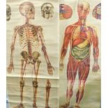 Two J Teck anatomical posters for The St John Ambulance Association, comprising skeleton and general